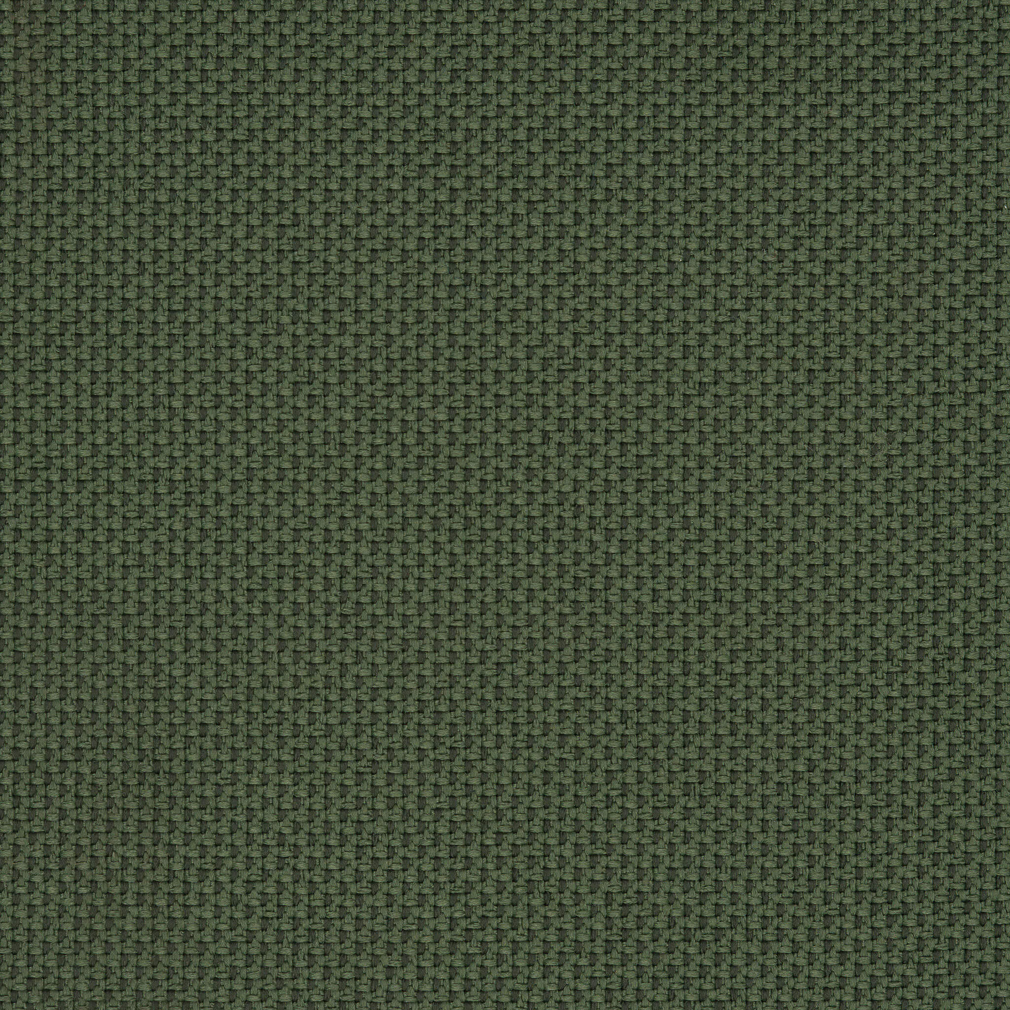 Camira_REP11