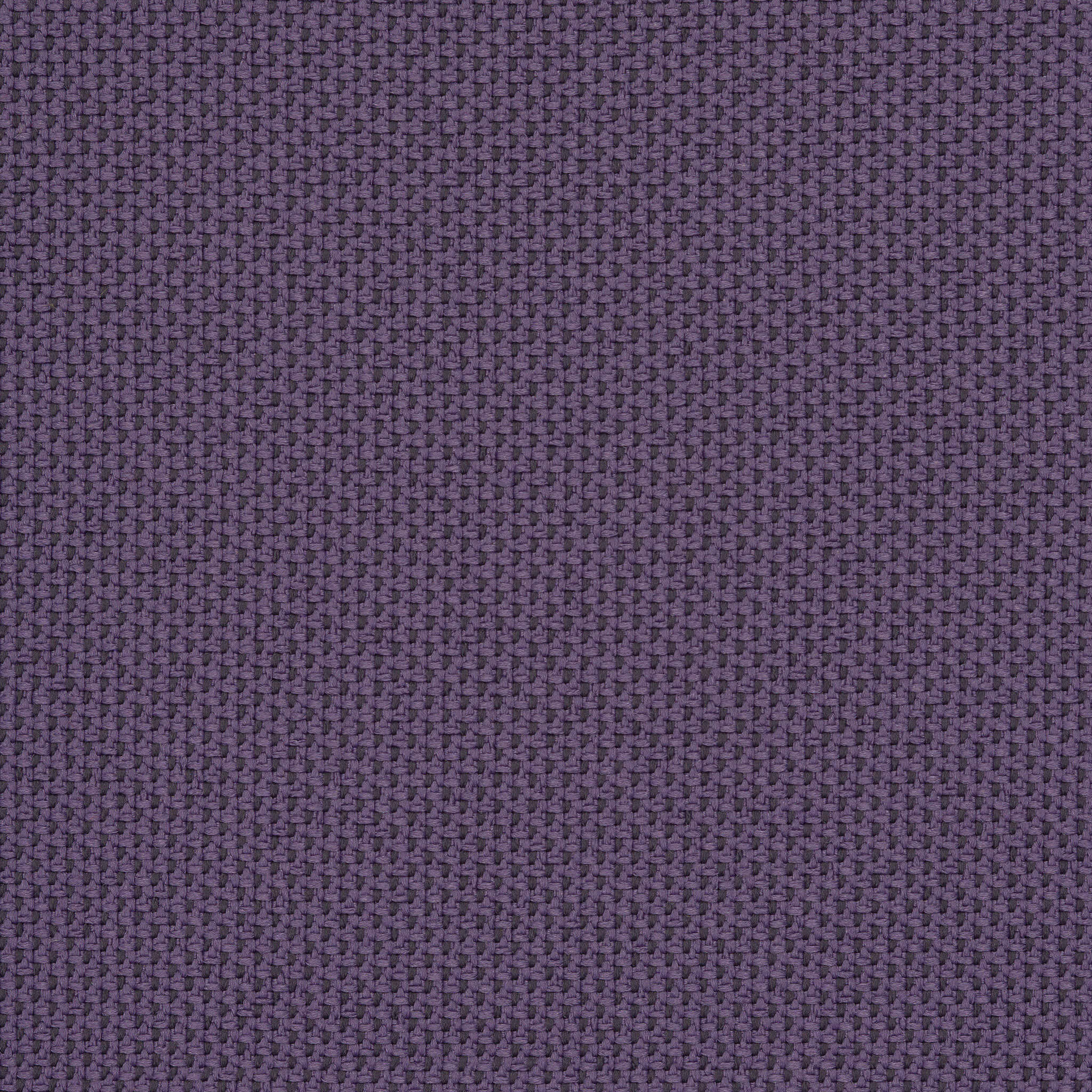 Camira_REP31