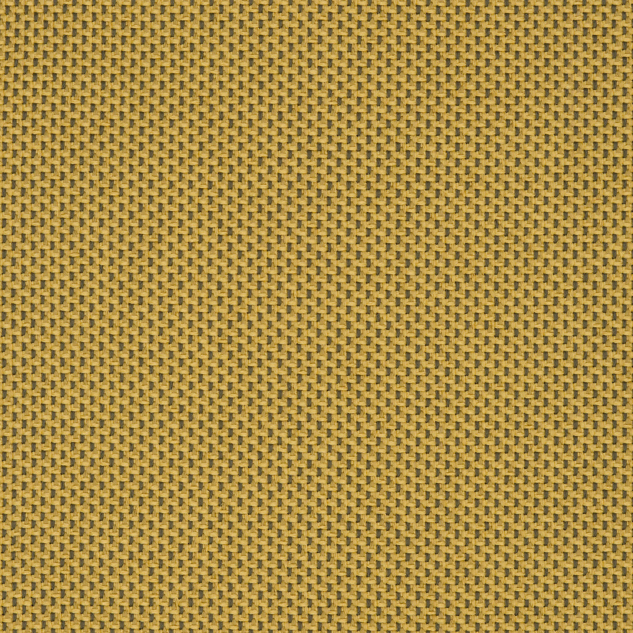 Camira_REP17