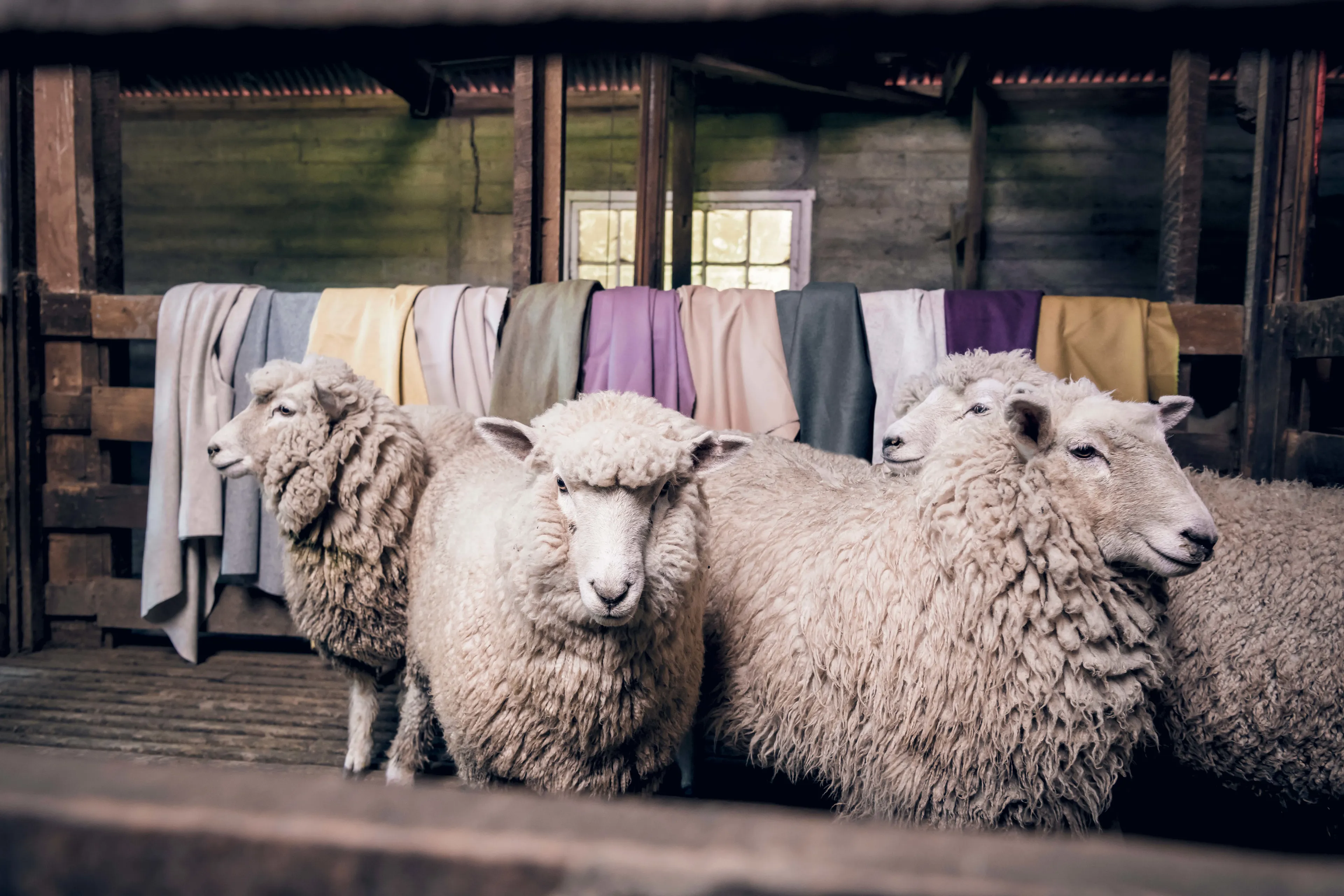 Woolsofnz135 2